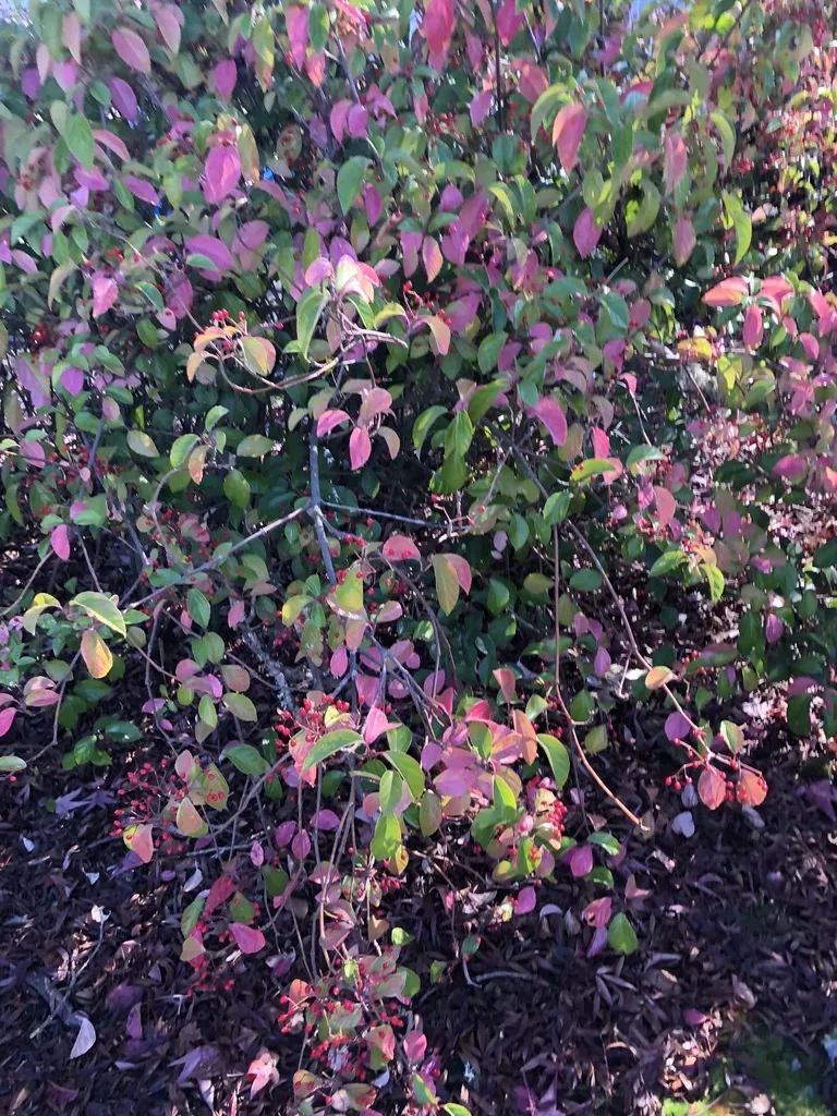 Japanese Viburnum