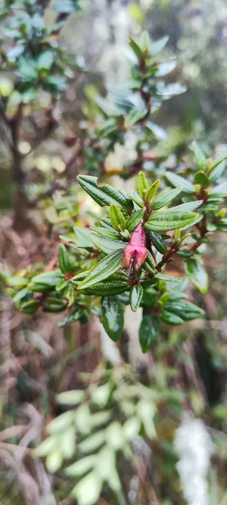 Brachyotum Quinquenerve