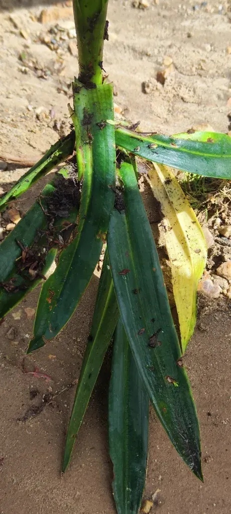 Gomphichis Goodyeroides