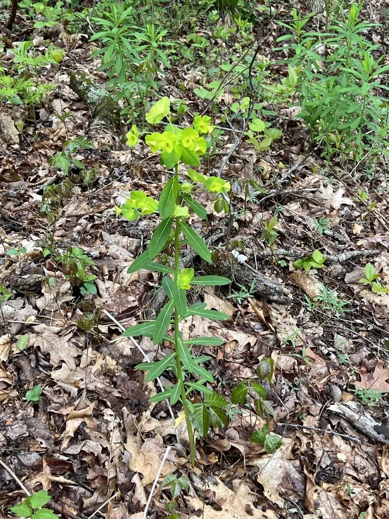 Glade Spurge