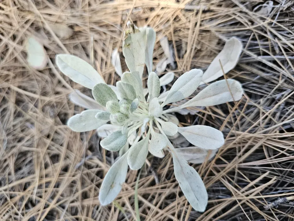 Packera Candidissima