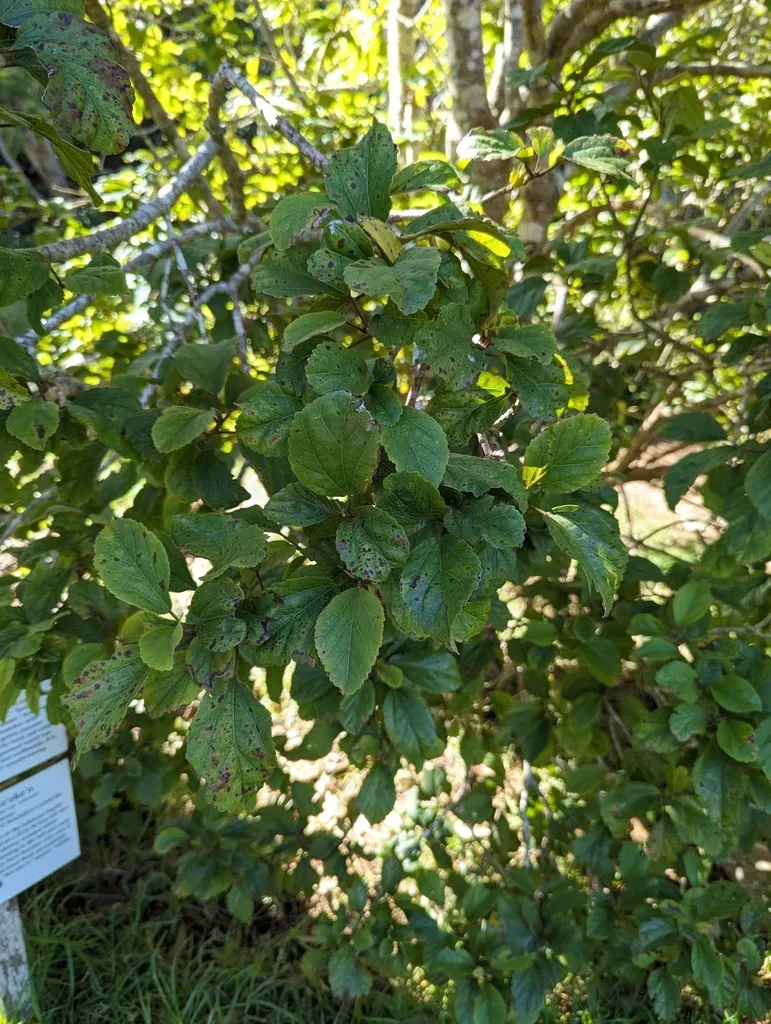 Kauai White Hibiscus