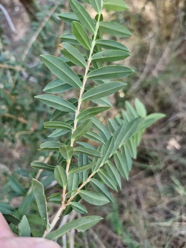 Melaleuca Biconvexa