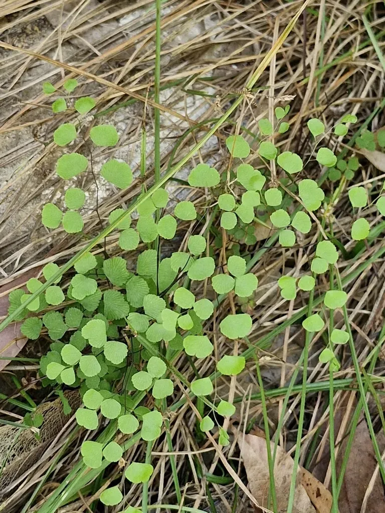 Bush Maidenhair Fern