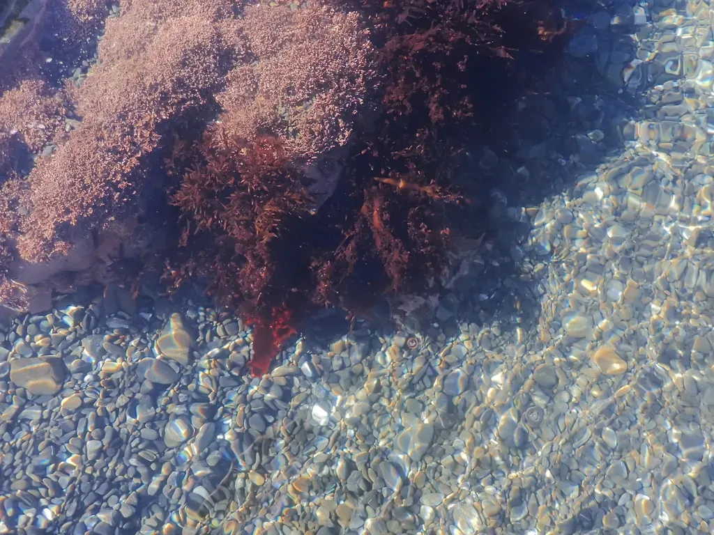 Gigartina Macrocarpa