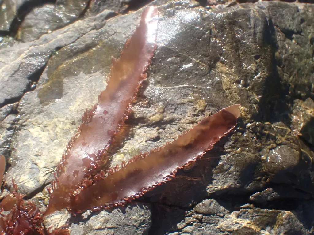 Blastophyllis Calliblepharoides