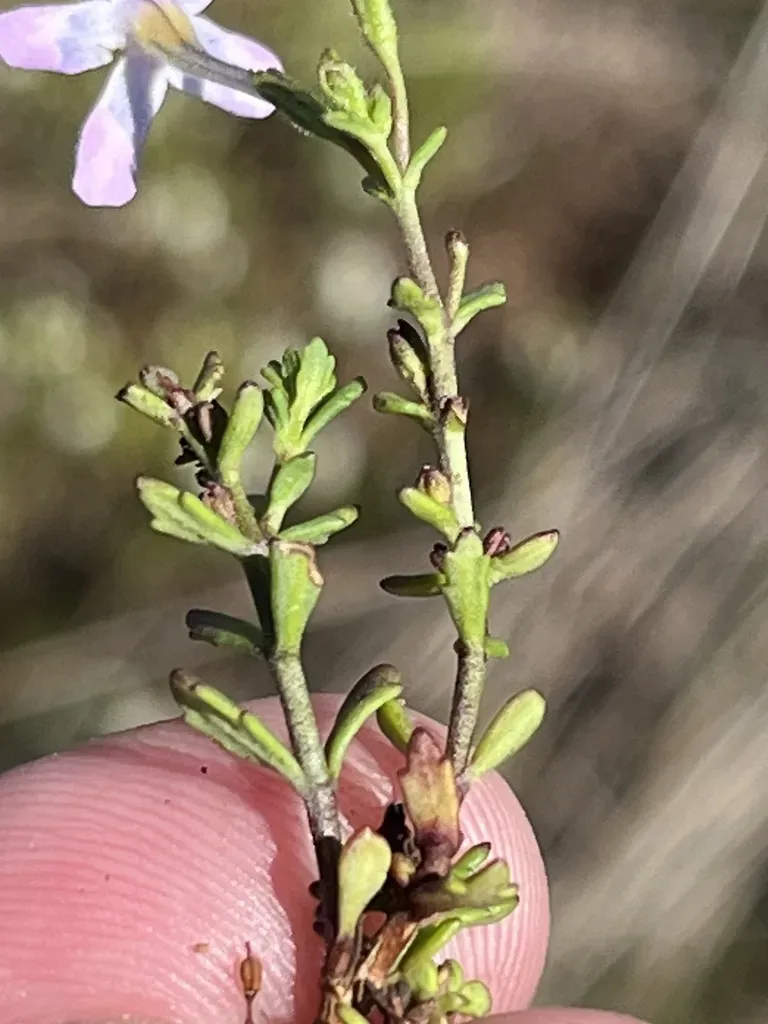 Chaenostoma Aethiopicum