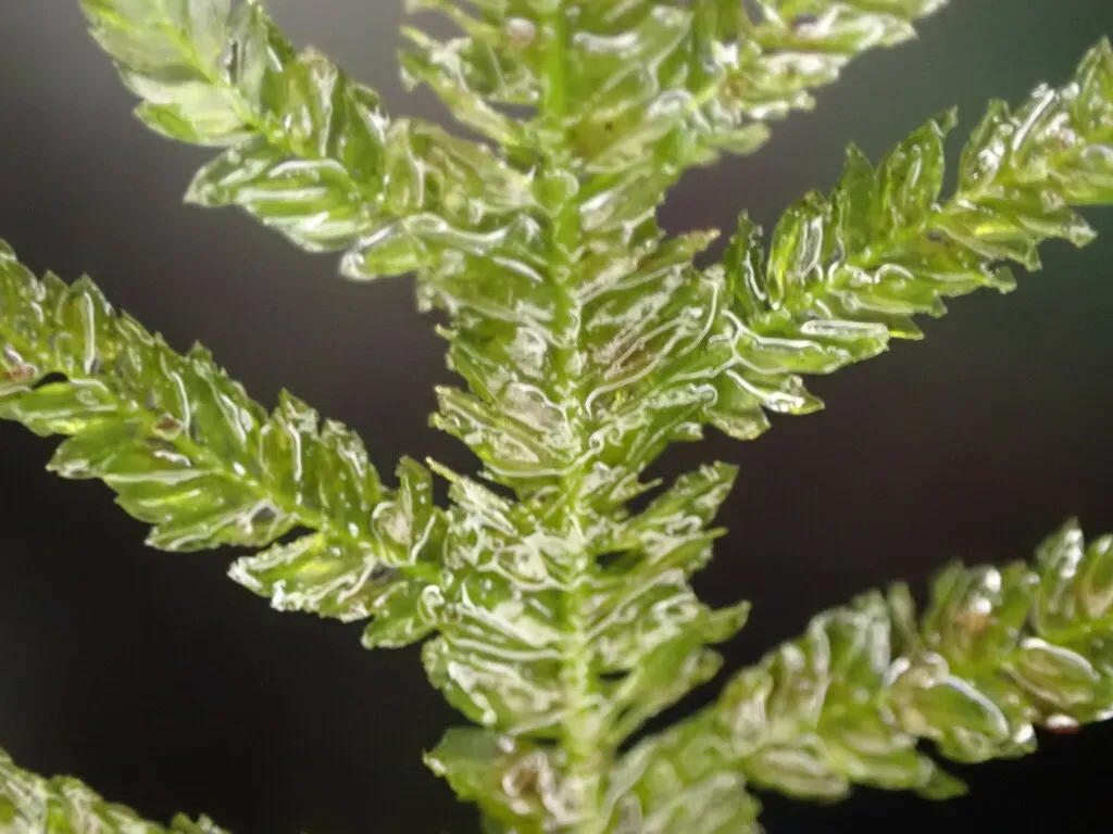 Austrothamnium Pandum