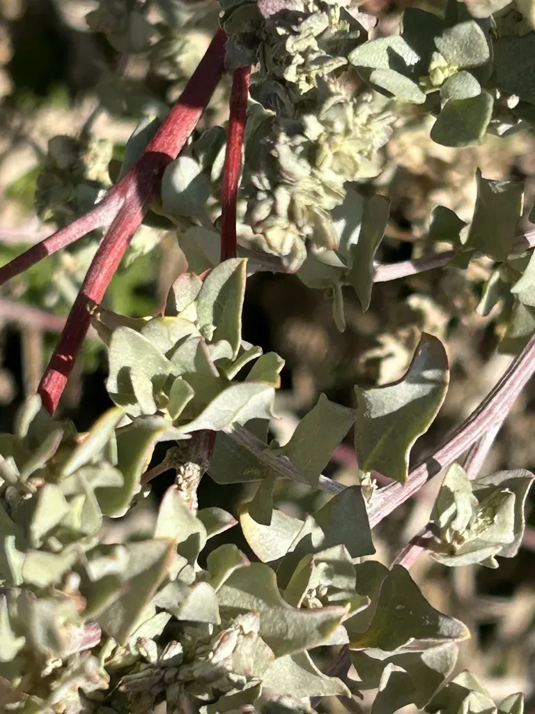 Cape Saltbush