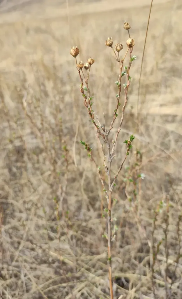 Asian Cinquefoil