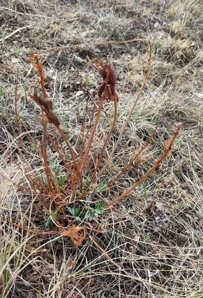 Oxytropis Grandiflora