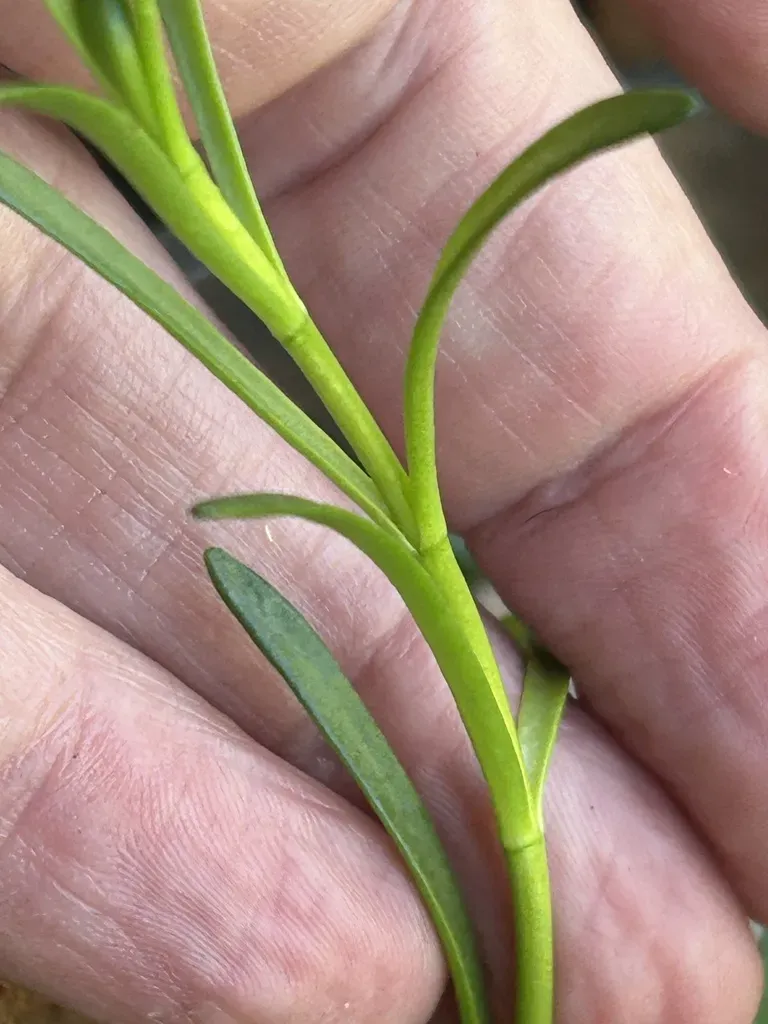 Poecilolepis Ficoidea