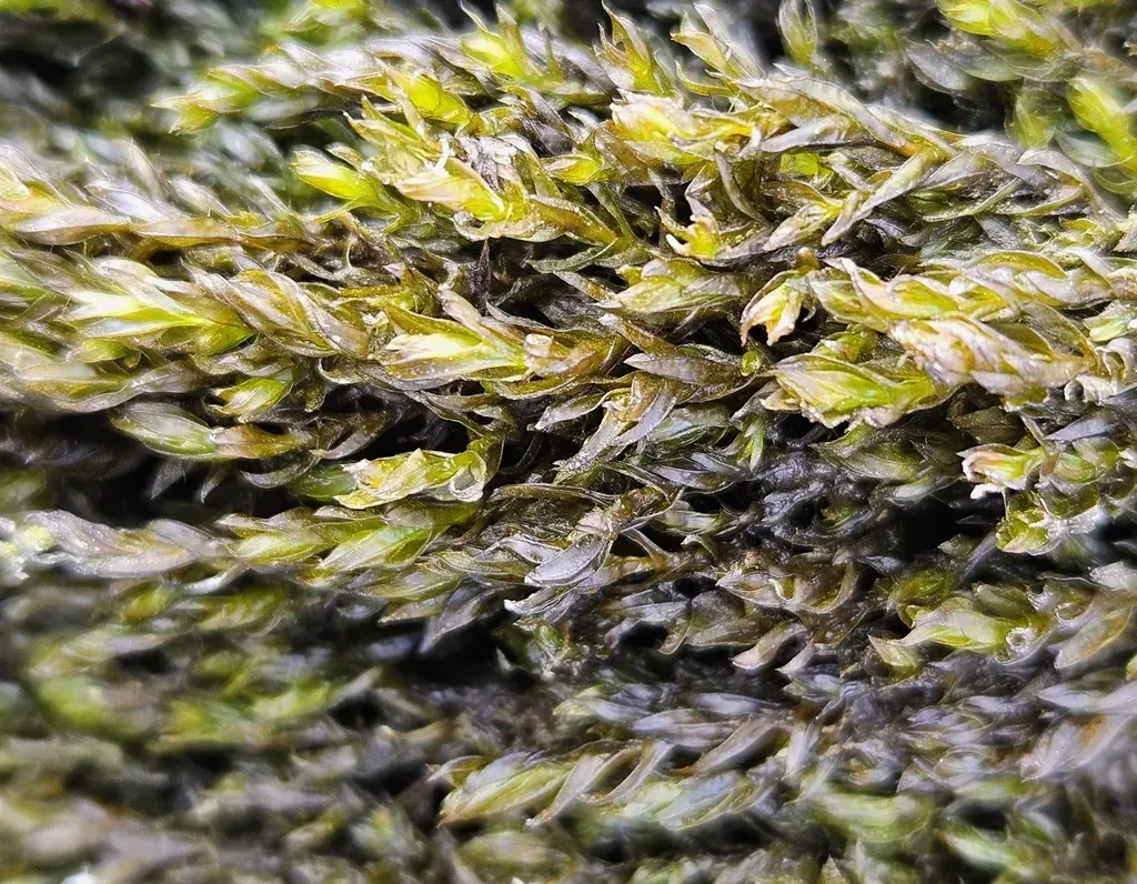 Smaller Lattice-moss