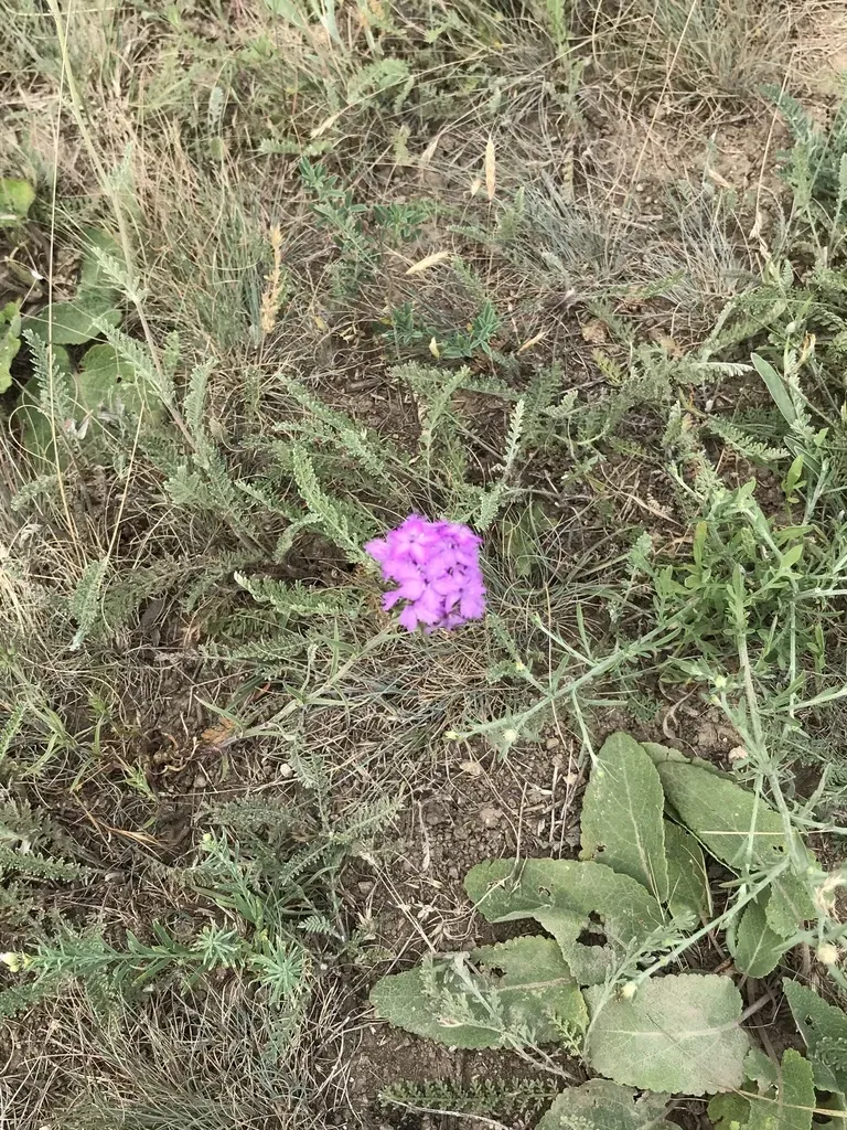 Dianthus Pseudarmeria