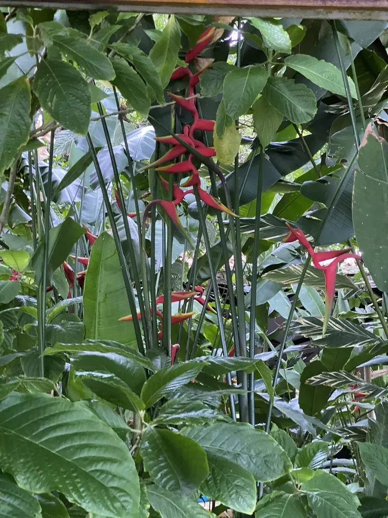 Heliconia × Rauliniana