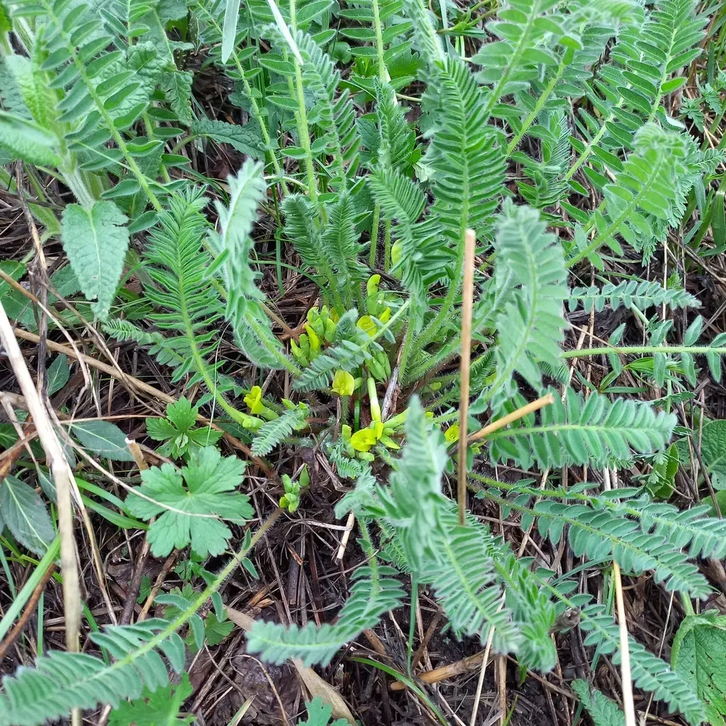 Astragalus Chlorodontus
