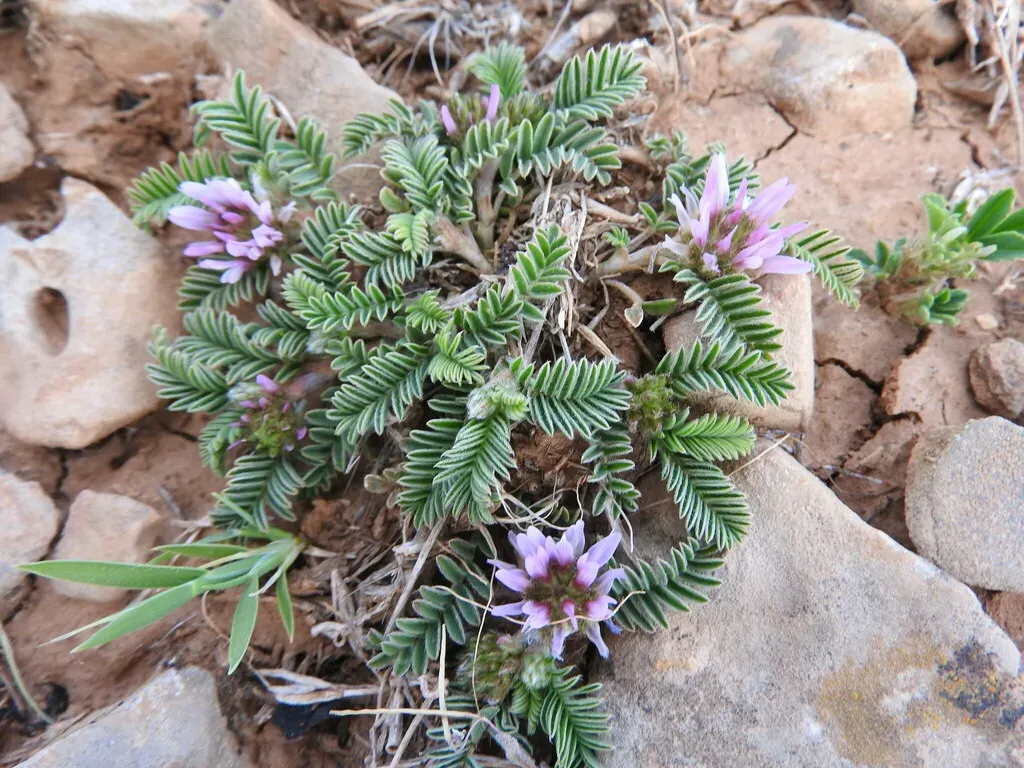 Astragalus Glaux