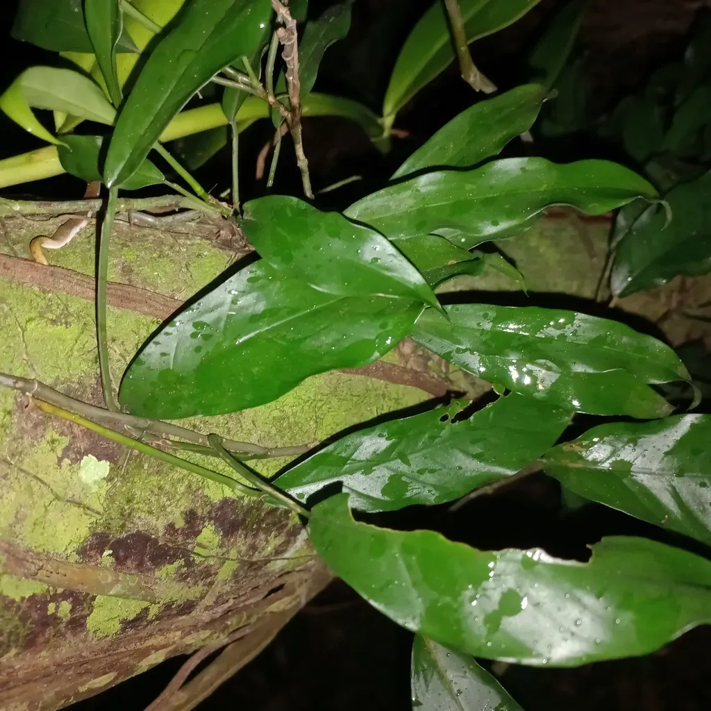 Philodendron Missionum