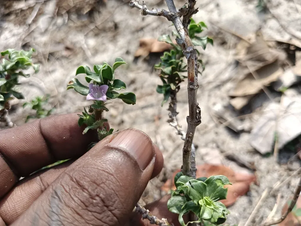 Jointed Buttonweed