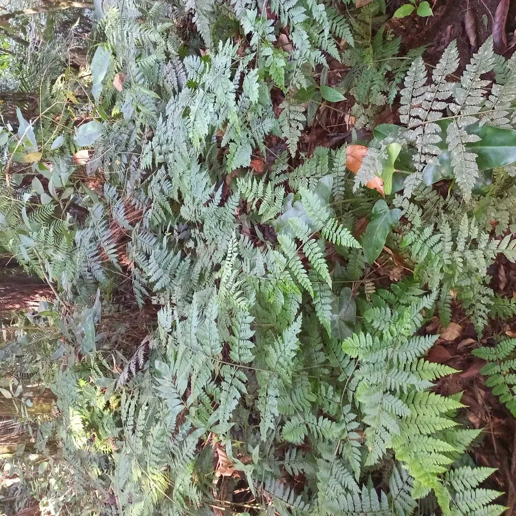 Polybotrya Cylindrica