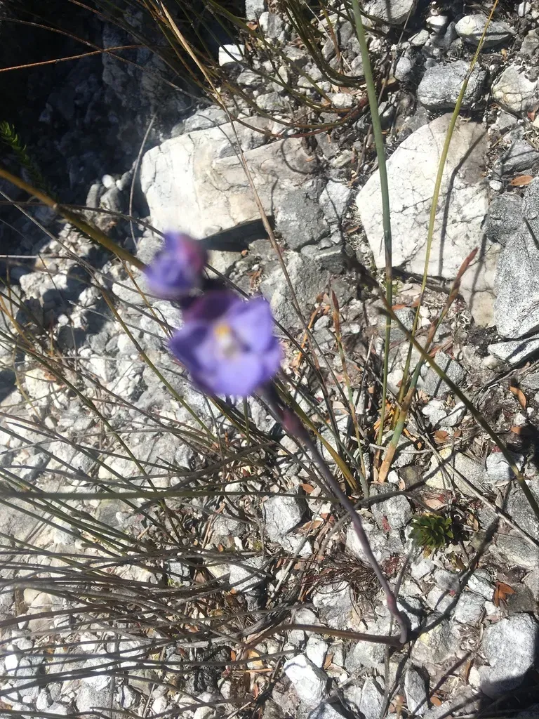 Large-spotted Sun Orchid