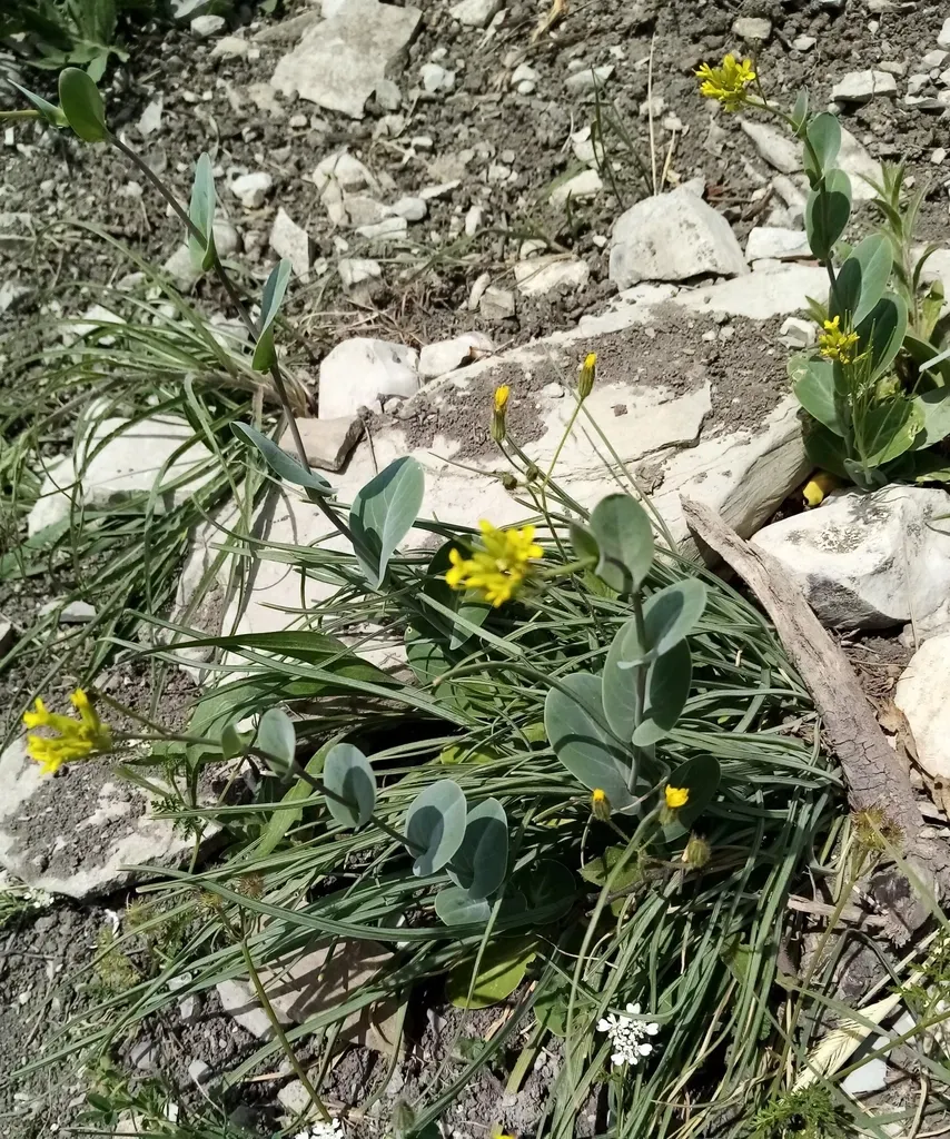 Southern Hare's-ear Mustard