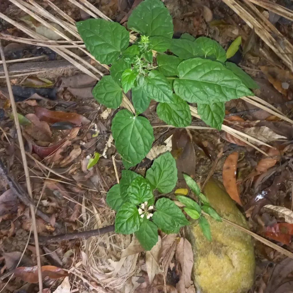 Scutellaria Uliginosa