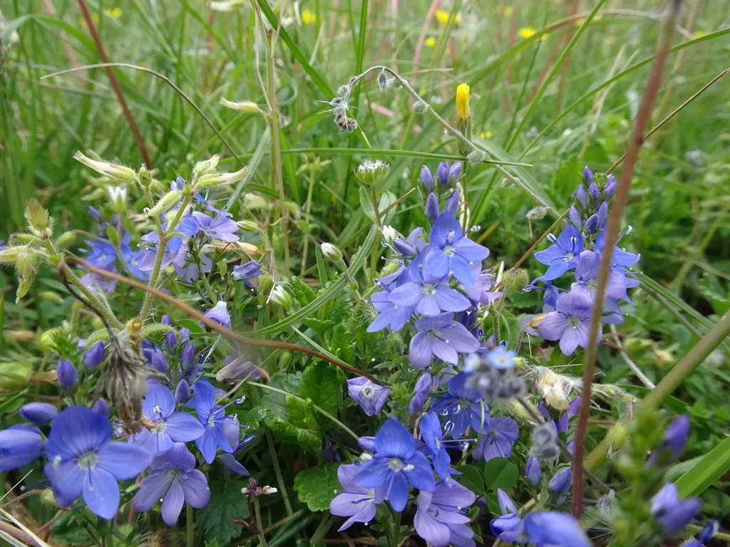 Veronica Satureiifolia