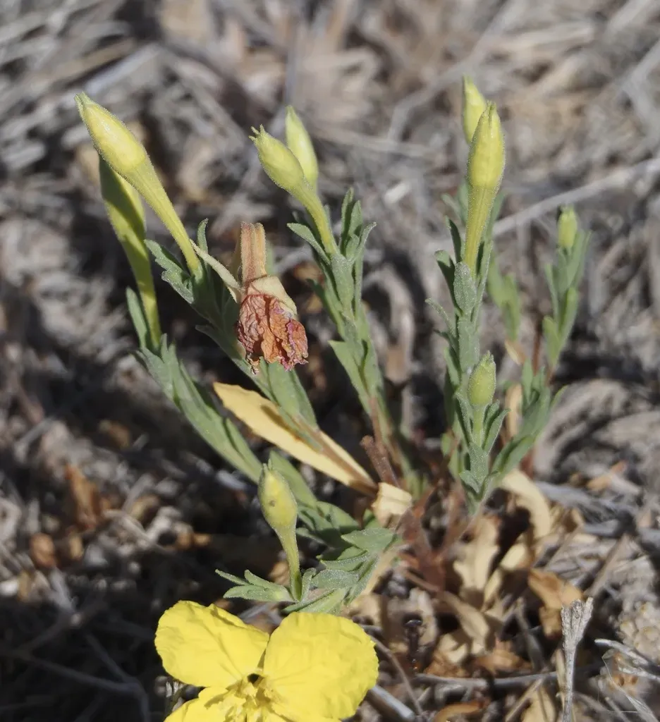 Oenothera Tubicula