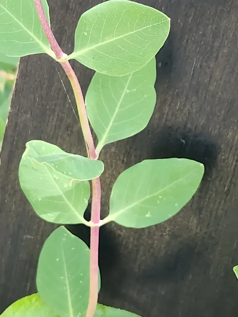 Western White Honeysuckle