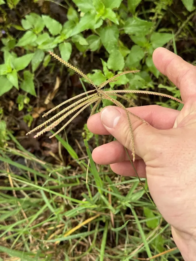 Shortspike Windmill Grass