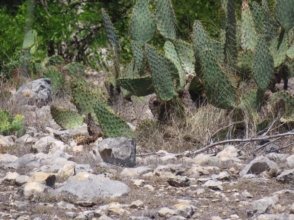 Texas Prickly Pear