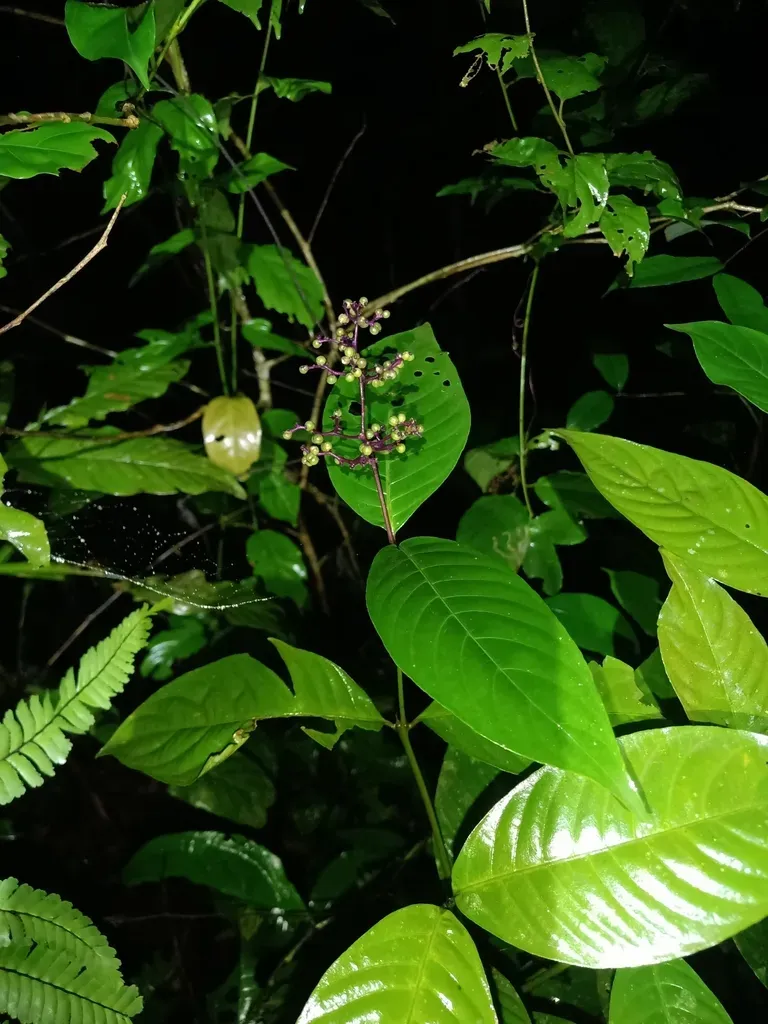 Palicourea Microbotrys