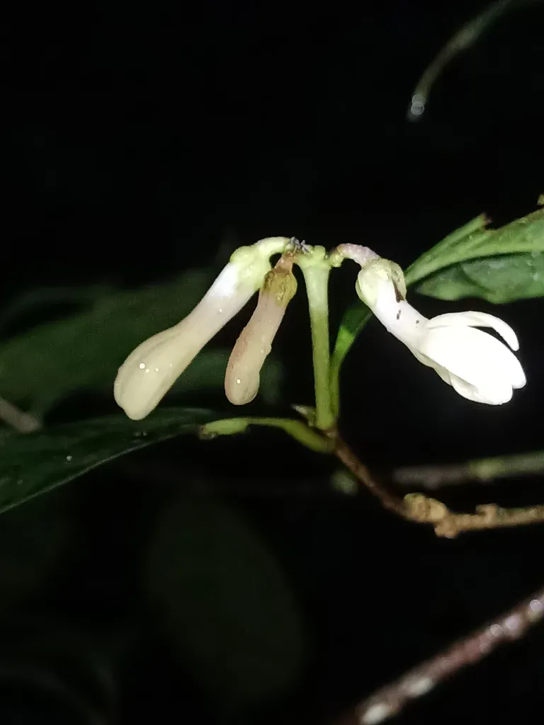 Amphirrhox Longifolia