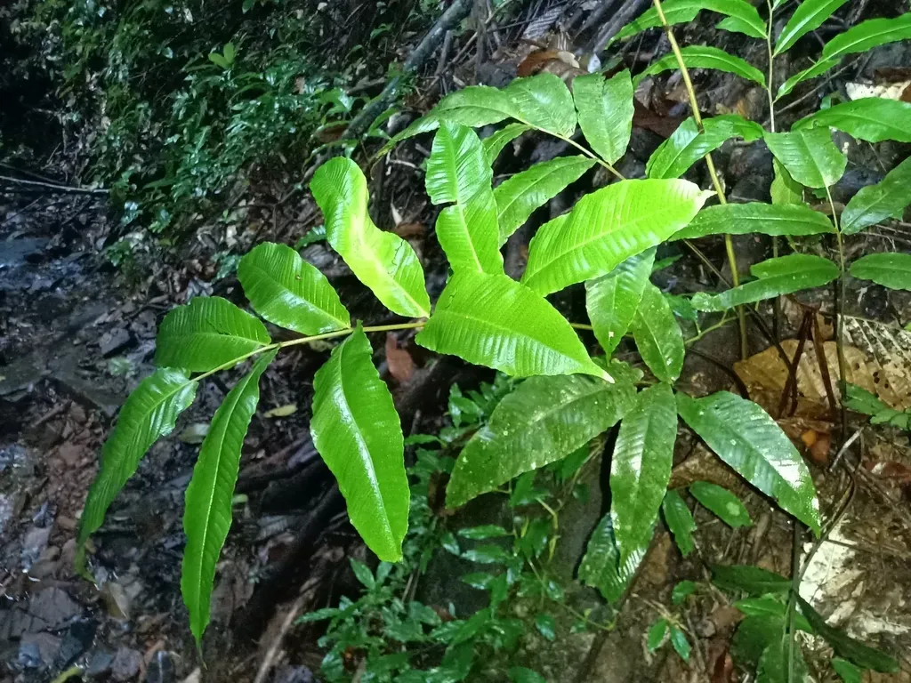 Meniscium Macrophyllum