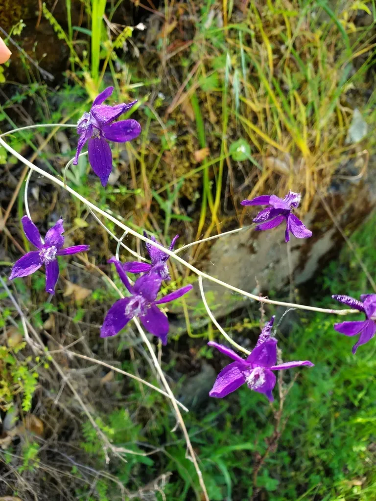 Zigzag Larkspur