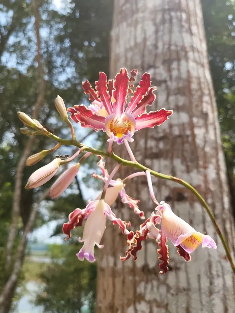 Myrmecophila Tibicinis