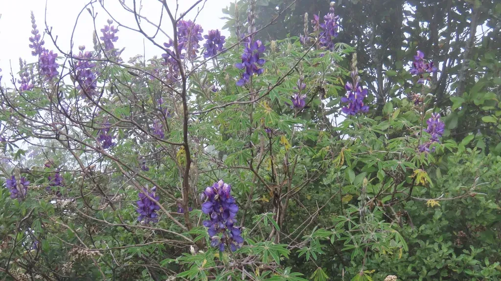 Lupinus Semperflorens