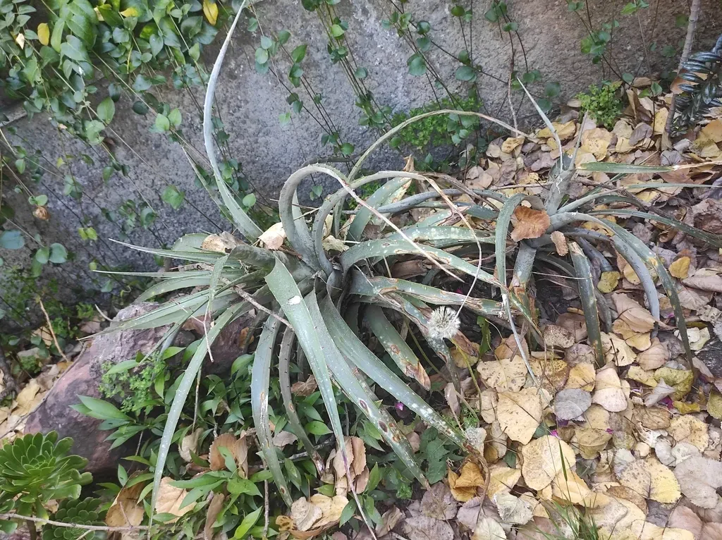 Puya Meziana
