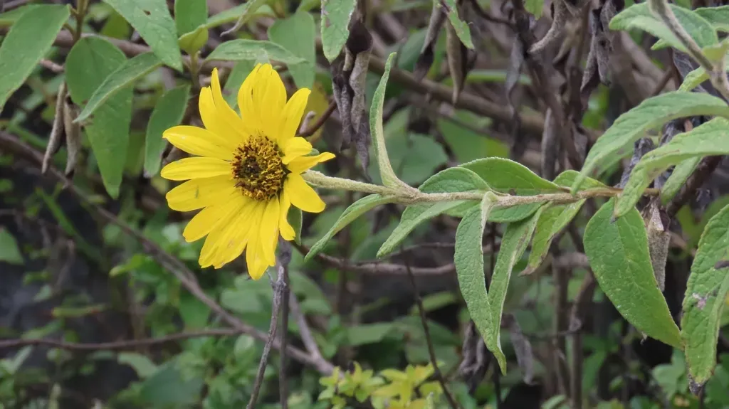 Pappobolus Lehmannii