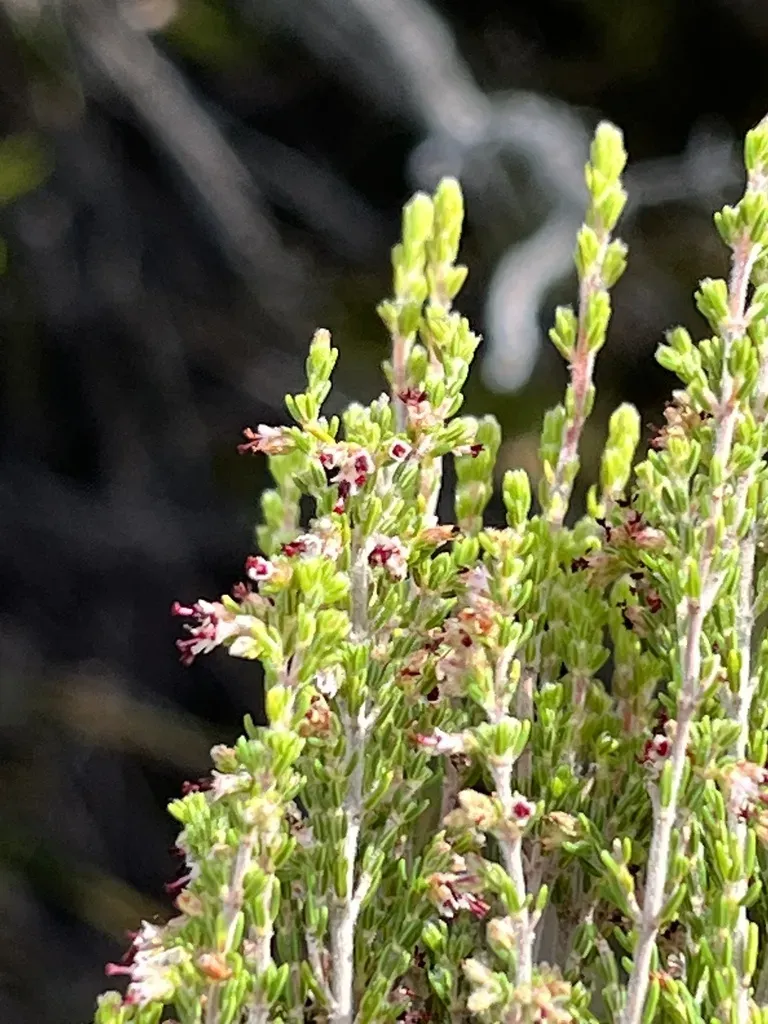 Erica Copiosa