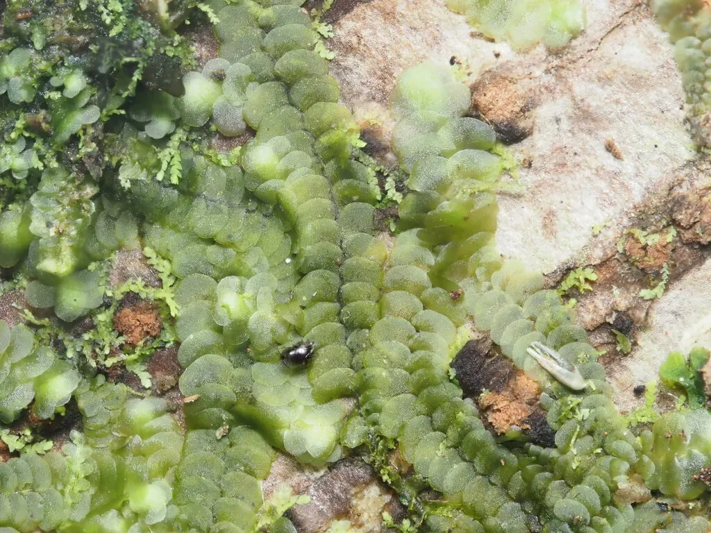Spruceanthus Planiusculus