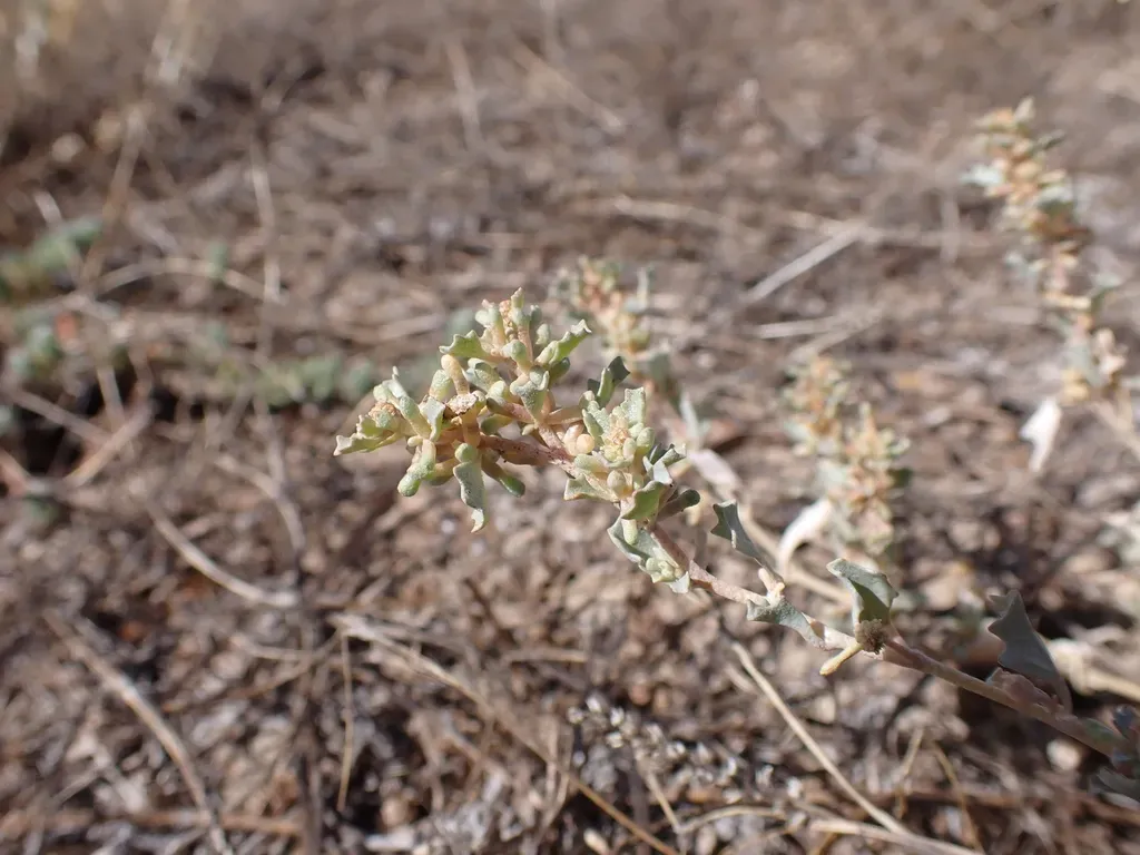 Slender-fruit Saltbush