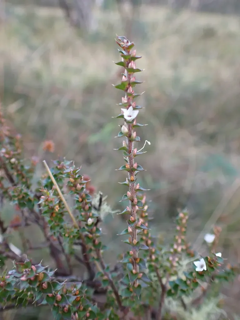 Gunn's Heath