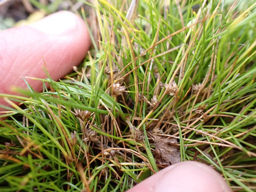 Isolepis Montivaga