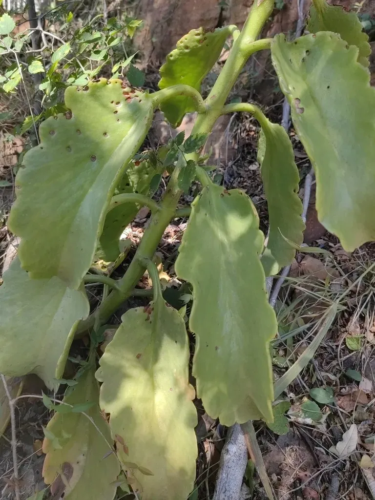 Lance-leaved Kalanchoe