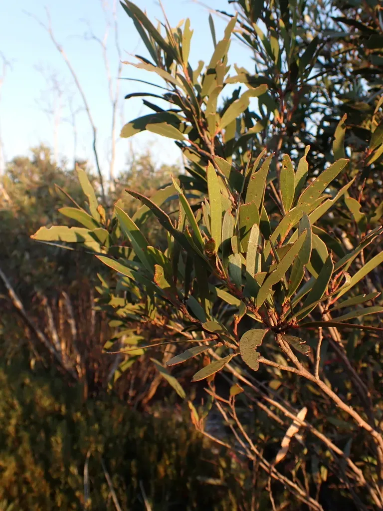 Eucalyptus Kybeanensis