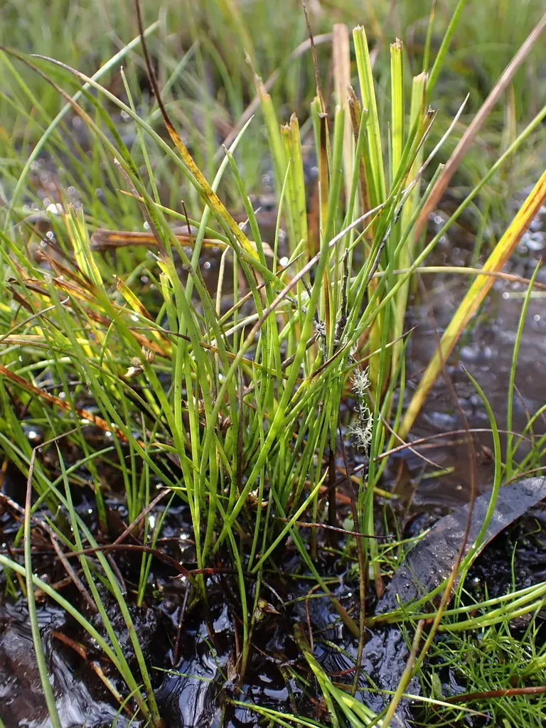 Juncus Sandwithii