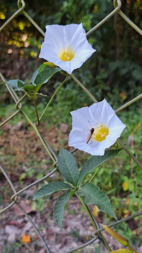 Distimake Macrocalyx