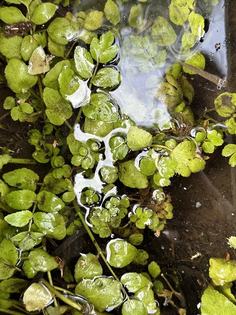 Watercress